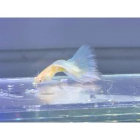 Albino Blue Tail Guppy Trio